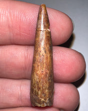 Load image into Gallery viewer, Phytosaur Huge Fossil Tooth 1.43 Inches! Triassic Aquatic Reptile!

