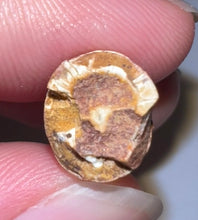 Load image into Gallery viewer, Phytosaur Huge Fossil Tooth 1.43 Inches! Triassic Aquatic Reptile!
