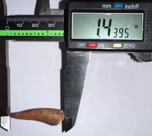 Load image into Gallery viewer, Phytosaur Huge Fossil Tooth 1.43 Inches! Triassic Aquatic Reptile!

