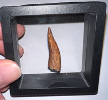 Load image into Gallery viewer, Phytosaur Huge Fossil Tooth 1.43 Inches! Triassic Aquatic Reptile!
