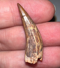 Load image into Gallery viewer, Phytosaur Huge Fossil Tooth 1.33 Inches! Triassic Aquatic Reptile!
