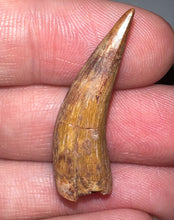Load image into Gallery viewer, Phytosaur Huge Fossil Tooth 1.33 Inches! Triassic Aquatic Reptile!
