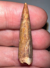 Load image into Gallery viewer, Phytosaur Huge Fossil Tooth 1.33 Inches! Triassic Aquatic Reptile!

