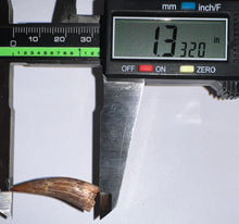 Load image into Gallery viewer, Phytosaur Huge Fossil Tooth 1.33 Inches! Triassic Aquatic Reptile!
