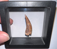 Load image into Gallery viewer, Phytosaur Huge Fossil Tooth 1.33 Inches! Triassic Aquatic Reptile!
