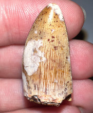 Load image into Gallery viewer, Phytosaur Huge Fossil Tooth 1.24 Inches! Fantastic Serrations! Triassic Aquatic Reptile!
