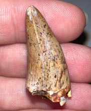 Load image into Gallery viewer, Phytosaur Huge Fossil Tooth 1.24 Inches! Fantastic Serrations! Triassic Aquatic Reptile!
