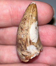 Load image into Gallery viewer, Phytosaur Huge Fossil Tooth 1.24 Inches! Fantastic Serrations! Triassic Aquatic Reptile!
