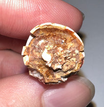 Load image into Gallery viewer, Phytosaur Huge Fossil Tooth 1.24 Inches! Fantastic Serrations! Triassic Aquatic Reptile!
