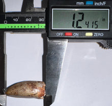 Load image into Gallery viewer, Phytosaur Huge Fossil Tooth 1.24 Inches! Fantastic Serrations! Triassic Aquatic Reptile!
