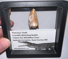 Load image into Gallery viewer, Phytosaur Huge Fossil Tooth 1.24 Inches! Fantastic Serrations! Triassic Aquatic Reptile!

