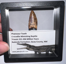 Load image into Gallery viewer, Phytosaur Huge Fossil Tooth 1.19 Inches! Fantastic Serrations! Triassic Aquatic Reptile!
