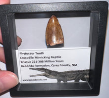 Load image into Gallery viewer, Phytosaur Huge Fossil Tooth 1.21 Inches! Fantastic Serrations! Triassic Aquatic Reptile!
