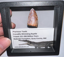Load image into Gallery viewer, Phytosaur Huge Fossil Tooth 1.23 Inches! Fantastic Serrations! Triassic Aquatic Reptile!
