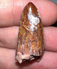 Load image into Gallery viewer, Phytosaur HUGE Fossil Tooth 1.31 Inches! Fantastic Serrations! Triassic Aquatic Reptile!
