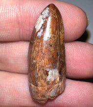 Load image into Gallery viewer, Phytosaur HUGE Fossil Tooth 1.31 Inches! Fantastic Serrations! Triassic Aquatic Reptile!
