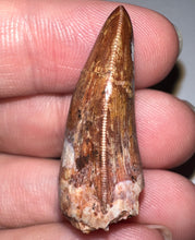 Load image into Gallery viewer, Phytosaur HUGE Fossil Tooth 1.31 Inches! Fantastic Serrations! Triassic Aquatic Reptile!
