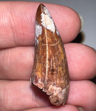 Load image into Gallery viewer, Phytosaur HUGE Fossil Tooth 1.31 Inches! Fantastic Serrations! Triassic Aquatic Reptile!
