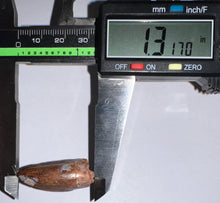 Load image into Gallery viewer, Phytosaur HUGE Fossil Tooth 1.31 Inches! Fantastic Serrations! Triassic Aquatic Reptile!

