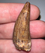 Load image into Gallery viewer, Phytosaur HUGE Fossil Tooth 1.44 Inches! Great Serrations! Triassic Aquatic Reptile!
