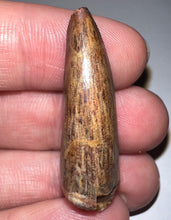 Load image into Gallery viewer, Phytosaur HUGE Fossil Tooth 1.44 Inches! Great Serrations! Triassic Aquatic Reptile!
