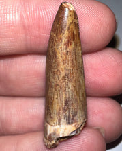 Load image into Gallery viewer, Phytosaur HUGE Fossil Tooth 1.44 Inches! Great Serrations! Triassic Aquatic Reptile!

