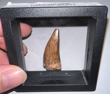 Load image into Gallery viewer, Phytosaur HUGE Fossil Tooth 1.44 Inches! Great Serrations! Triassic Aquatic Reptile!
