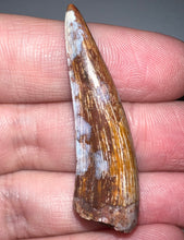 Load image into Gallery viewer, Phytosaur HUGE Fossil Tooth 1.71 Inches! Fantastic Serrations! Triassic Aquatic Reptile!
