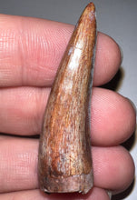 Load image into Gallery viewer, Phytosaur HUGE Fossil Tooth 1.71 Inches! Fantastic Serrations! Triassic Aquatic Reptile!
