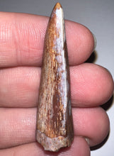 Load image into Gallery viewer, Phytosaur HUGE Fossil Tooth 1.71 Inches! Fantastic Serrations! Triassic Aquatic Reptile!
