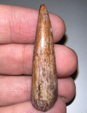 Load image into Gallery viewer, Phytosaur HUGE Fossil Tooth 1.71 Inches! Fantastic Serrations! Triassic Aquatic Reptile!
