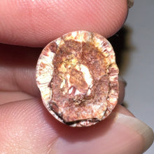 Load image into Gallery viewer, Phytosaur HUGE Fossil Tooth 1.71 Inches! Fantastic Serrations! Triassic Aquatic Reptile!
