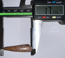 Load image into Gallery viewer, Phytosaur HUGE Fossil Tooth 1.71 Inches! Fantastic Serrations! Triassic Aquatic Reptile!
