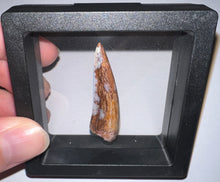 Load image into Gallery viewer, Phytosaur HUGE Fossil Tooth 1.71 Inches! Fantastic Serrations! Triassic Aquatic Reptile!
