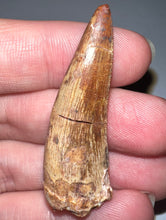 Load image into Gallery viewer, Phytosaur HUGE Fossil Tooth 1.84 Inches! Fantastic Serrations! Triassic Aquatic Reptile!
