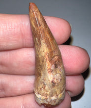 Load image into Gallery viewer, Phytosaur HUGE Fossil Tooth 1.84 Inches! Fantastic Serrations! Triassic Aquatic Reptile!
