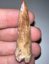 Load image into Gallery viewer, Phytosaur HUGE Fossil Tooth 1.84 Inches! Fantastic Serrations! Triassic Aquatic Reptile!
