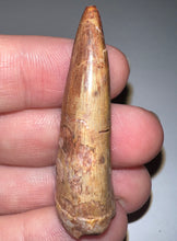 Load image into Gallery viewer, Phytosaur HUGE Fossil Tooth 1.84 Inches! Fantastic Serrations! Triassic Aquatic Reptile!
