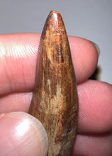 Load image into Gallery viewer, Phytosaur HUGE Fossil Tooth 1.84 Inches! Fantastic Serrations! Triassic Aquatic Reptile!
