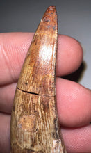 Load image into Gallery viewer, Phytosaur HUGE Fossil Tooth 1.84 Inches! Fantastic Serrations! Triassic Aquatic Reptile!
