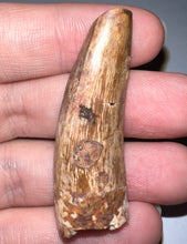 Load image into Gallery viewer, Phytosaur HUGE Fossil Tooth 1.95 Inches! Great Serrations! Triassic Aquatic Reptile!
