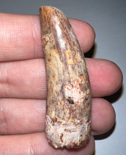 Load image into Gallery viewer, Phytosaur HUGE Fossil Tooth 1.95 Inches! Great Serrations! Triassic Aquatic Reptile!
