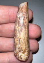 Load image into Gallery viewer, Phytosaur HUGE Fossil Tooth 1.95 Inches! Great Serrations! Triassic Aquatic Reptile!
