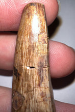 Load image into Gallery viewer, Phytosaur HUGE Fossil Tooth 1.95 Inches! Great Serrations! Triassic Aquatic Reptile!
