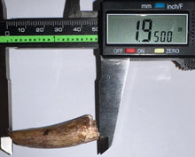 Load image into Gallery viewer, Phytosaur HUGE Fossil Tooth 1.95 Inches! Great Serrations! Triassic Aquatic Reptile!
