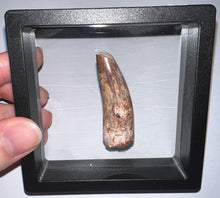 Load image into Gallery viewer, Phytosaur HUGE Fossil Tooth 1.95 Inches! Great Serrations! Triassic Aquatic Reptile!
