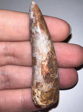 Load image into Gallery viewer, Phytosaur Monster Size Fossil Tooth 2.25 Inches! Fantastic Serrations! Triassic Aquatic Reptile!
