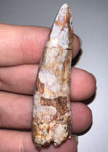 Load image into Gallery viewer, Phytosaur Monster Size Fossil Tooth 2.25 Inches! Fantastic Serrations! Triassic Aquatic Reptile!
