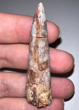 Load image into Gallery viewer, Phytosaur Monster Size Fossil Tooth 2.25 Inches! Fantastic Serrations! Triassic Aquatic Reptile!

