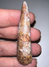Load image into Gallery viewer, Phytosaur Monster Size Fossil Tooth 2.25 Inches! Fantastic Serrations! Triassic Aquatic Reptile!
